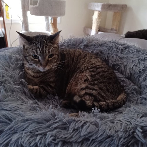 Mouse, a cat for adoption from Forest Felines