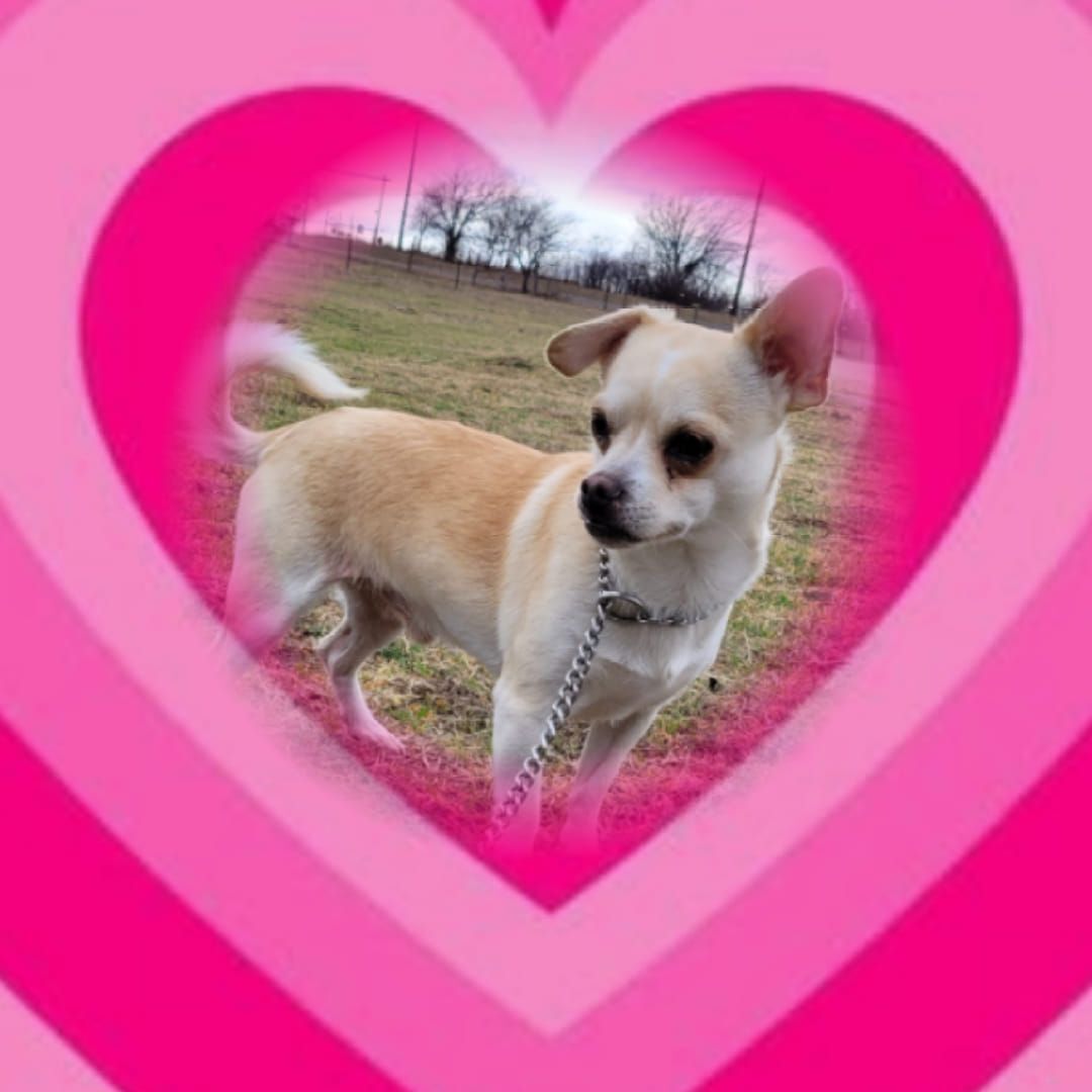 Dog for Adoption Lucky Charm, a Chihuahua in Wise County, TX Alpha Paw