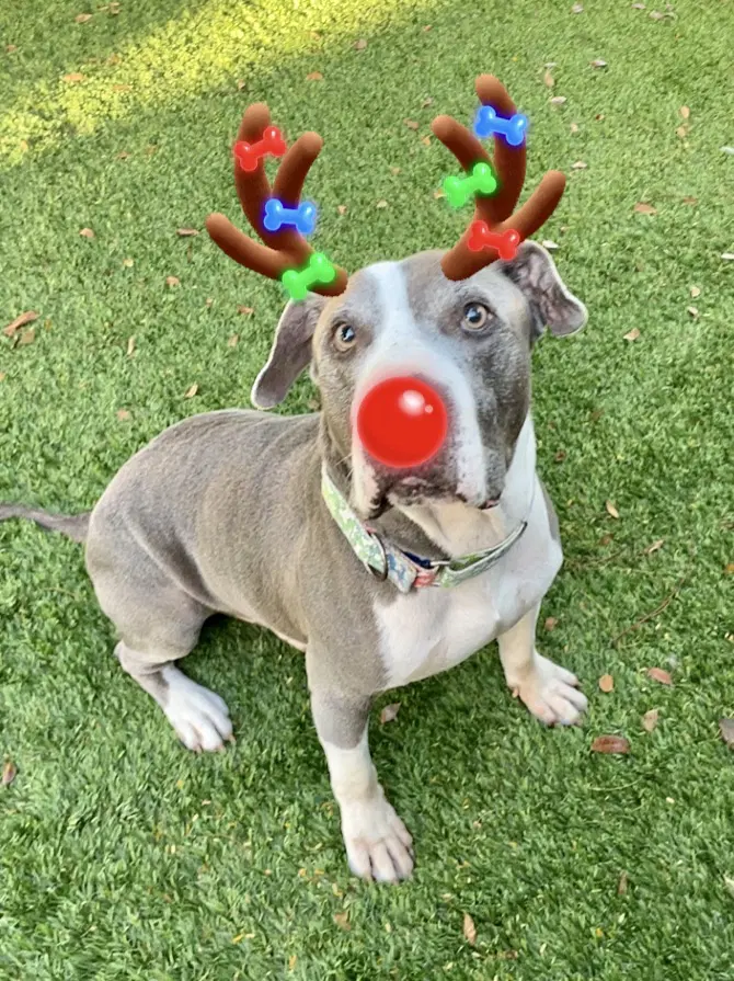 Tommy - American Pit Bull Terrier