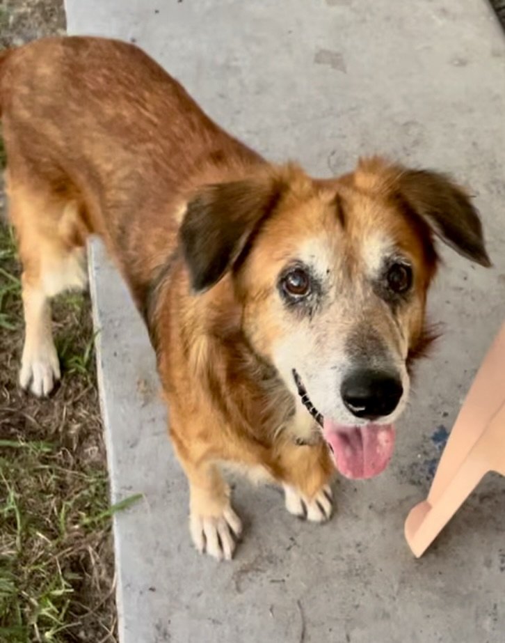 adoptable Dog in Marathon, FL named Ruby