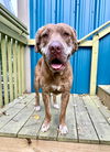 adoptable Dog in  named Jasper