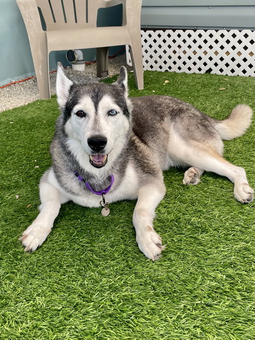 picture of the dog needing adoption