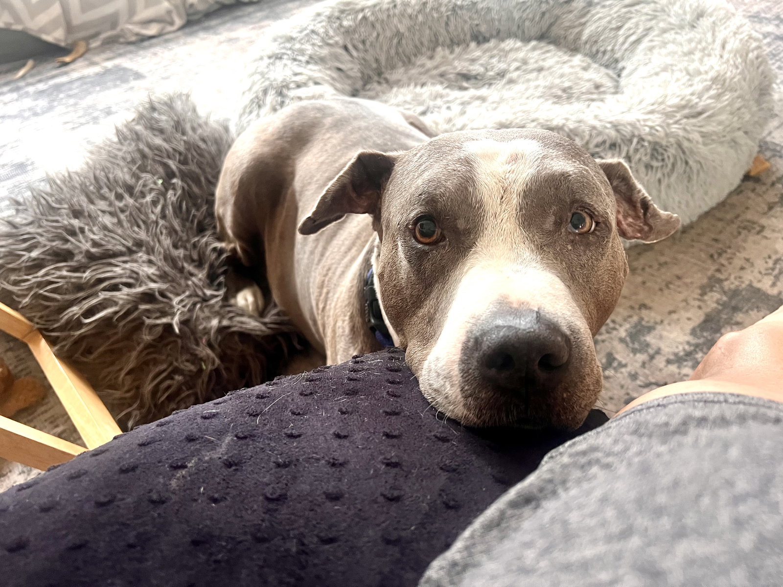 Taz