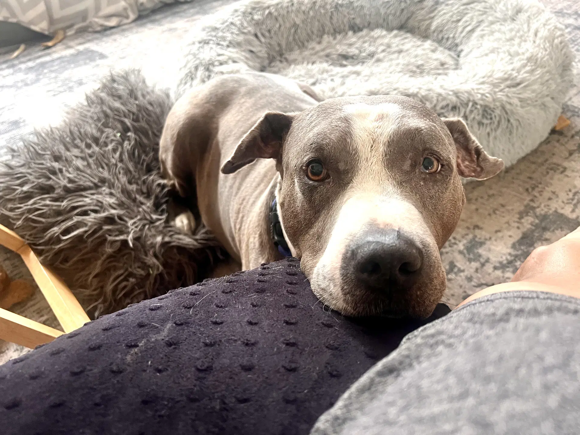 Taz - Staffordshire Bull Terrier