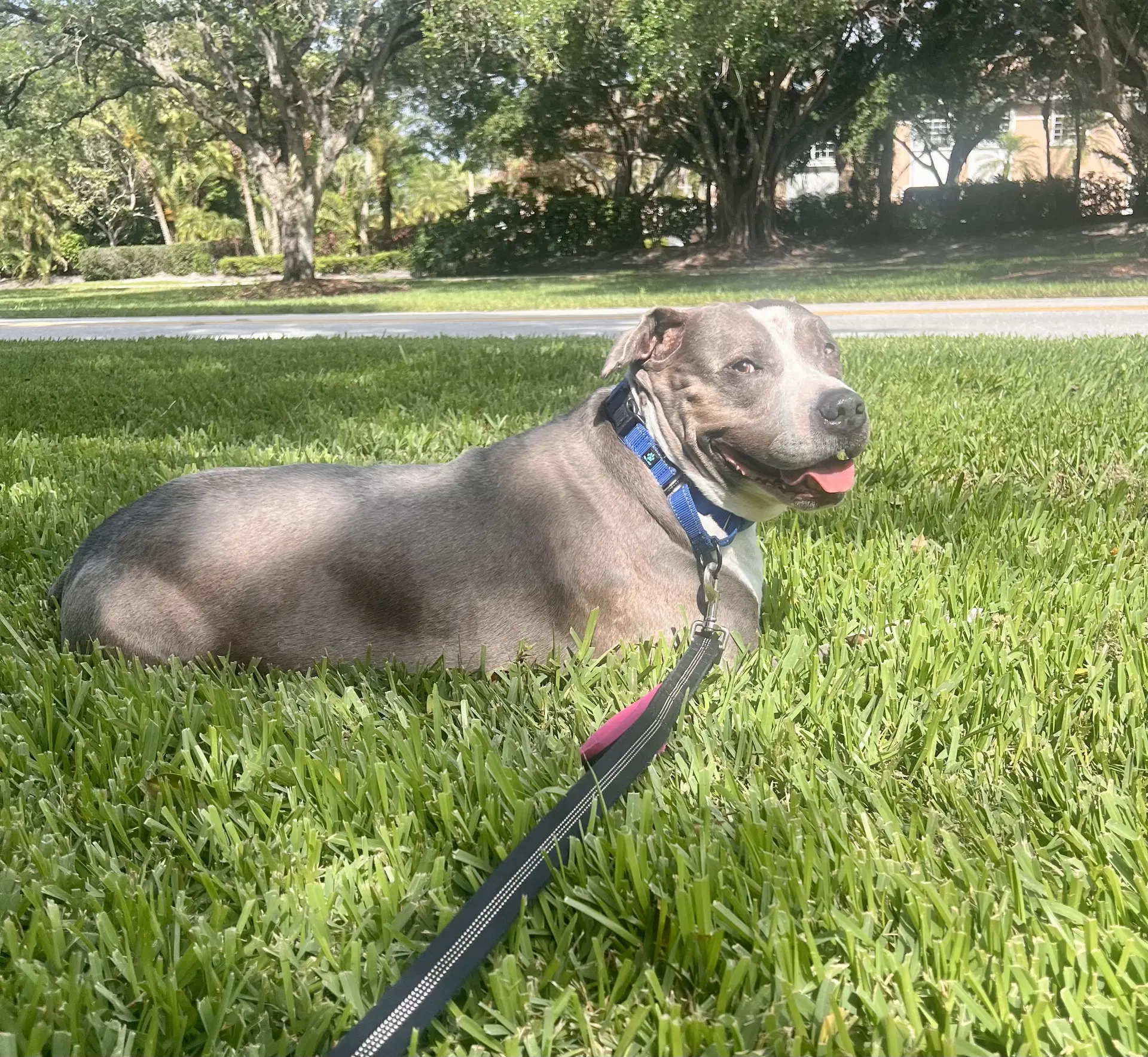 Taz image 2