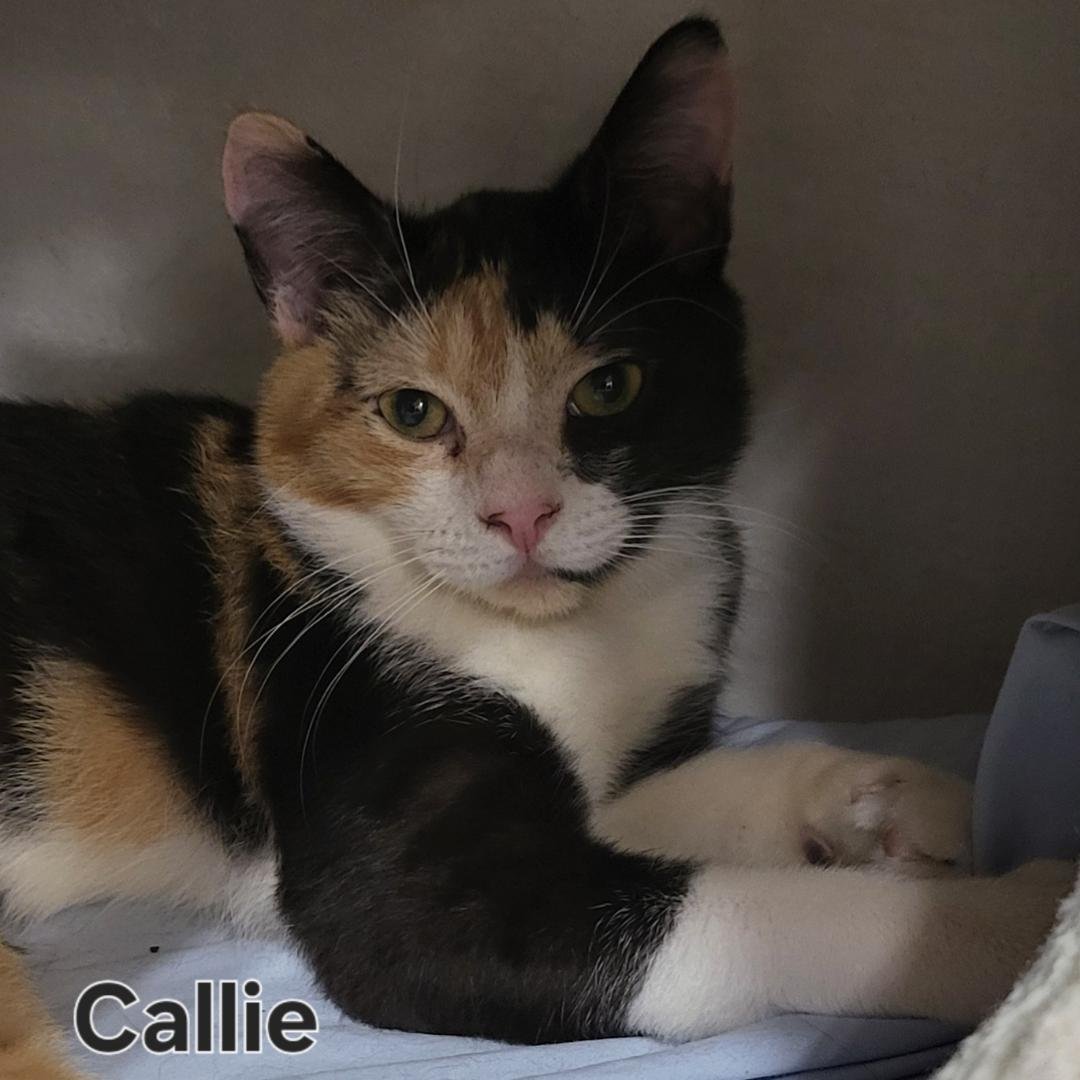 adoptable Cat in Fort Lauderdale, FL named Callie
