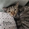 adoptable Cat in  named Danny