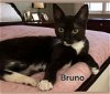 adoptable Cat in  named Bruno