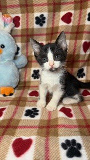 Dante, an adoptable Tuxedo in Oakland Park, FL
