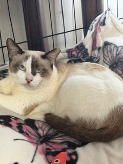 Ella, an adoptable Siamese in Oakland Park, FL