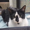 Winnie, Adult Tuxedo / Mixed (short coat), cat for adoption in Miami Beach, Florida