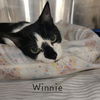 Photo 2 of Winnie