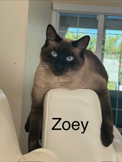 Zoey, an adoptable Siamese in Oakland Park, FL