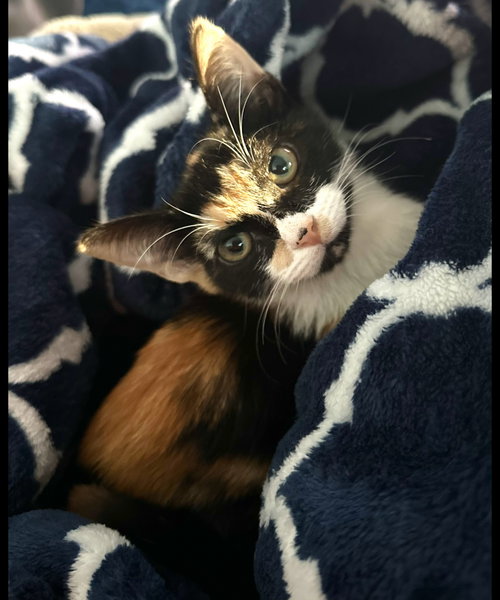 Autumn, Young Calico / Mixed (short coat), cat for adoption in Miami Beach, Florida