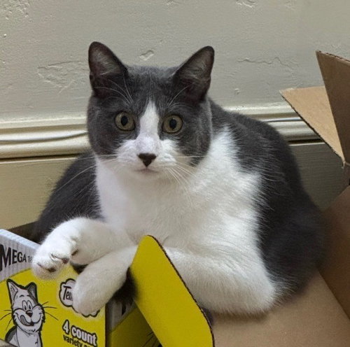 Zeus, an adoptable Domestic Short Hair in Oakland Park, FL