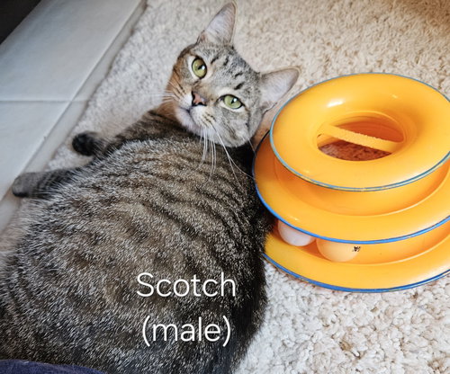 Scotch, an adoptable Tabby in Oakland Park, FL