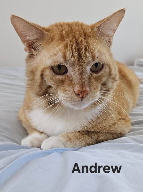 Andrew, an adoptable American Shorthair in Oakland Park, FL