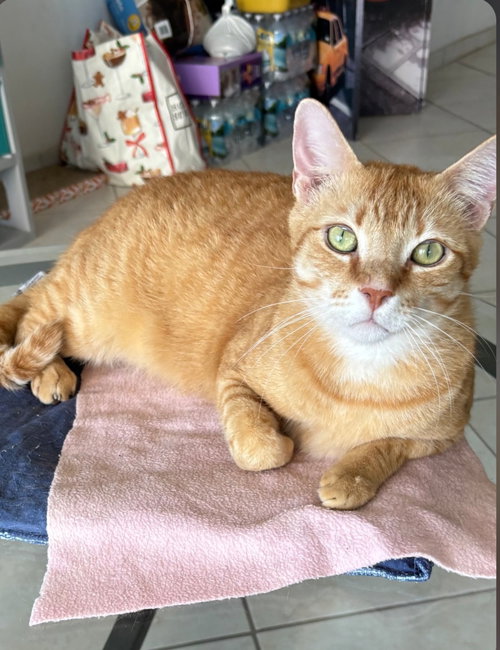 Mango, an adoptable Domestic Short Hair in Oakland Park, FL