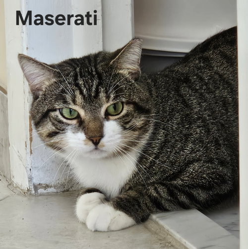 Maserati, an adoptable Domestic Short Hair in Oakland Park, FL