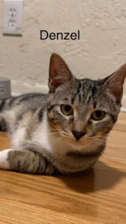Denzel, Young Tabby / Domestic Short Hair / Mixed (short coat), cat for adoption in Miami Beach, Florida