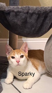Sparky, Young Domestic Short Hair / Mixed (short coat), cat for adoption in Miami Beach, Florida
