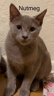 Nutmeg, Young Russian Blue / Mixed (short coat), cat for adoption in Miami Beach, Florida
