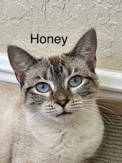 Honey, Young Snowshoe / Siamese / Mixed (short coat), cat for adoption in Miami Beach, Florida