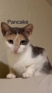 Pancake, Young Manx / Domestic Short Hair / Mixed (short coat), cat for adoption in Miami Beach, Florida