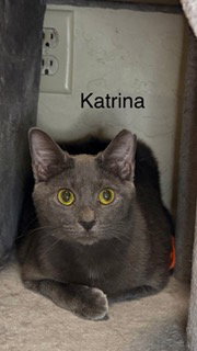 Katrina, Young Russian Blue / Mixed (short coat), cat for adoption in Miami Beach, Florida