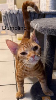 Dumpling, Young Domestic Short Hair / Mixed (short coat), cat for adoption in Miami Beach, Florida
