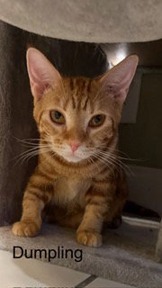 Dumpling, photo 2