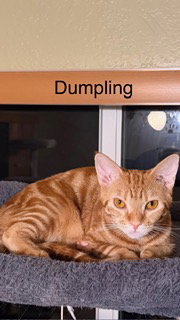 Photo 3 of Dumpling