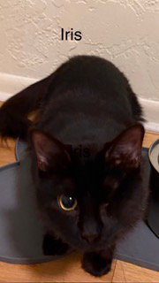 Iris, Young Domestic Long Hair / Mixed (long coat), cat for adoption in Miami Beach, Florida