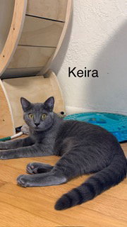 Keira, Young Russian Blue / Domestic Short Hair / Mixed (short coat), cat for adoption in Miami Beach, Florida