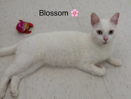 Blossom, Young Domestic Short Hair / Mixed (short coat), cat for adoption in Miami Beach, Florida