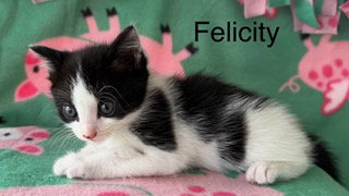 Photo 2 of Felicity