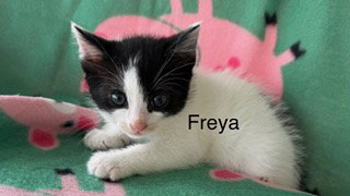 Photo 2 of Freya