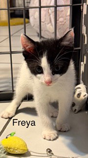 Freya, photo 3