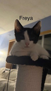 Freya, photo 4