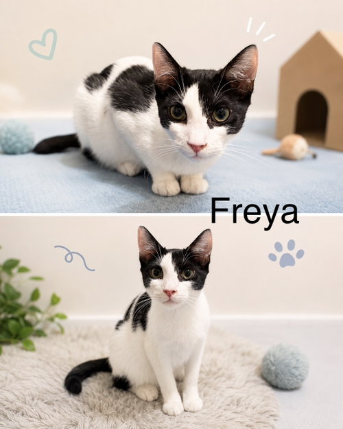 Photo 5 of Freya