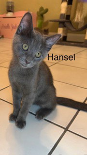 Hansel, an adoptable Russian Blue in Oakland Park, FL