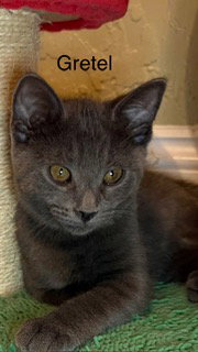 Gretel, an adoptable Russian Blue in Oakland Park, FL