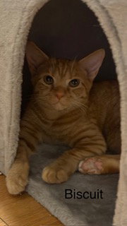 Biscuit, an adoptable Munchkin in Oakland Park, FL