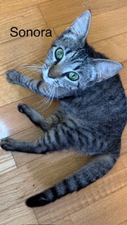Sonora, an adoptable Tabby in Oakland Park, FL