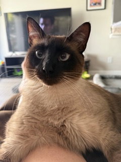 Toffee, an adoptable Siamese in Oakland Park, FL