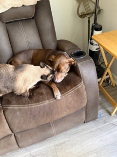 Toffee photo 2