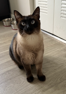 Toffee photo 3