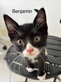 Benjamin