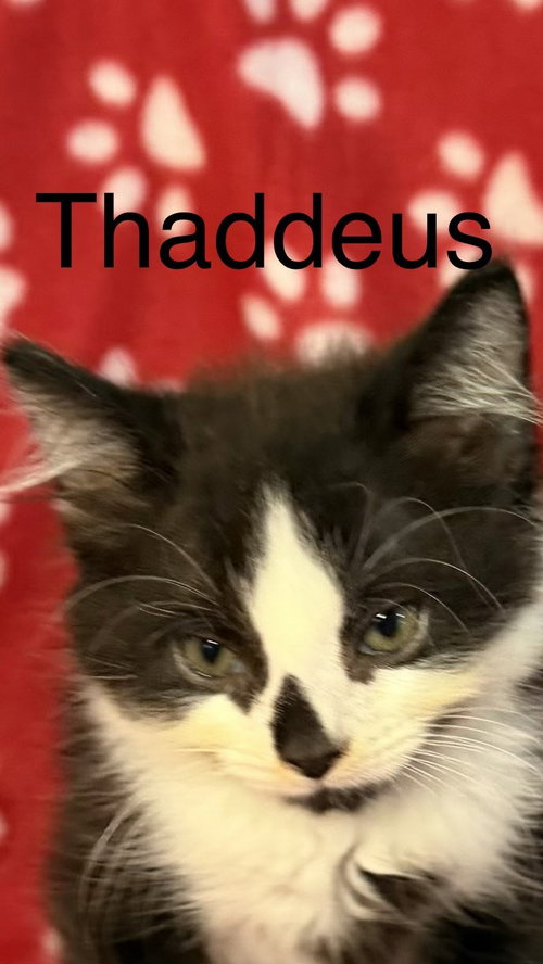 Thaddeus
