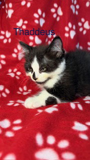 Thaddeus photo 2